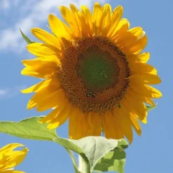 Back To The Roots 5pk Organic USA Flower Seeds -Garden Promotional Store GUEST 00fe6079 8f7b 4c04 ada9 860c92cb4426