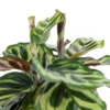 6" Calathea Peacock Plant - National Plant Network -Garden Promotional Store GUEST 066eaef7 9dce 4d5a be8d 673a1b133b32
