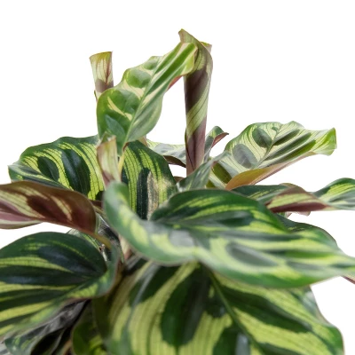 6" Calathea Peacock Plant - National Plant Network 3 6" Calathea Peacock Plant - National Plant Network
