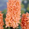 10ct Hyacinths Gipsy Queen Orange Bulbs - Van Zyverden 2 10ct Hyacinths Gipsy Queen Orange Bulbs - Van Zyverden -Garden Promotional Store GUEST 07050e90 1daa 4be8 9e30 dd033f8f4409