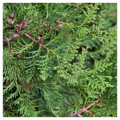 Arborvitae 'Emerald Green' 1pc - National Plant Network U.S.D.A Hardiness Zone 4-8 - 2.5 Quart 4 Arborvitae 'Emerald Green' 1pc - National Plant Network U.S.D.A Hardiness Zone 4-8 - 2.5 Quart - Image 2