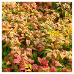 Nandina 'Fire Power' 1pc - National Plant Network - U.S.D.A. Hardiness Zones 6 - 10