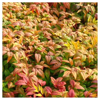 Nandina 'Fire Power' 1pc - National Plant Network - U.S.D.A. Hardiness Zones 6 - 10 3 Nandina 'Fire Power' 1pc - National Plant Network - U.S.D.A. Hardiness Zones 6 - 10