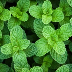 Burpee Herb ' Spearmint' 1pc Seasonal Grown In All U.S.D.A. Hardiness Zones National Plant Network 4" 10 Burpee Herb ' Spearmint' 1pc Seasonal Grown In All U.S.D.A. Hardiness Zones National Plant Network 4" -Garden Promotional Store GUEST 100e878e 266f 4bca acf5 de112cd579e7