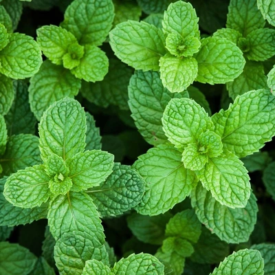 Burpee Herb ' Spearmint' 1pc Seasonal Grown In All U.S.D.A. Hardiness Zones National Plant Network 4" 6 Burpee Herb ' Spearmint' 1pc Seasonal Grown In All U.S.D.A. Hardiness Zones National Plant Network 4" - Image 4