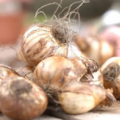 12ct Daffodils Apricot Whirl Bulbs - Van Zyverden -Garden Promotional Store GUEST 14977788 84f2 4244 a295 844c5cc1c569