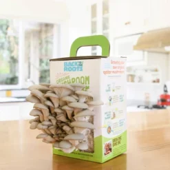Back To The Roots Organic Mushroom Mini Grow Kit Pearl Oyster -Garden Promotional Store GUEST 14af7100 855c 4d85 be8b ca6ce390920d