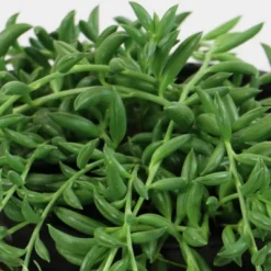 3pc String Of Bananas - National Plant Network