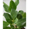 Ficus Audrey - National Plant Network 2 Ficus Audrey - National Plant Network -Garden Promotional Store GUEST 185c83ff c5a3 43b3 bbea a885a5bc5dfb