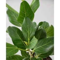 Ficus Audrey - National Plant Network