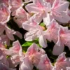 Encore 1pc Azalea Autumn Chiffon - National Plant Network -Garden Promotional Store GUEST 1d003972 00b4 4e94 8db4 cfb104094c8a