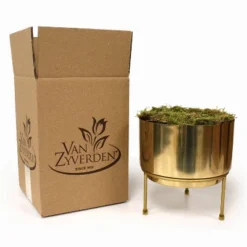 3ct Amaryllis Trio Preplanted Bulbs With Iron Brass Finish Pan Planter And Stand - Van Zyverden -Garden Promotional Store GUEST 1d081f48 fbd2 4bdf b84d f2306e71d075