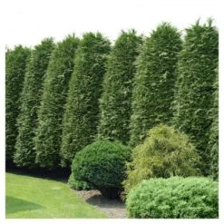 Cypress 'Leyland' 1pc - National Plant Network U.S.D.A Hardiness Zone 5-9 - 2.5 Quart -Garden Promotional Store GUEST 202d0517 5d47 464c b9a1 f897aacd94da 1