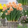 12ct Daffodils Apricot Whirl Bulbs - Van Zyverden -Garden Promotional Store GUEST 207378c8 8d07 4d5c a736 9d345227a8c6