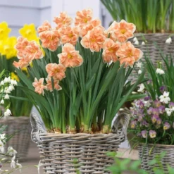 12ct Daffodils Apricot Whirl Bulbs - Van Zyverden