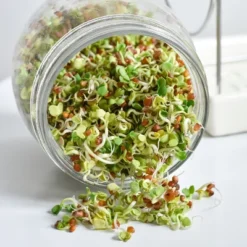 Tribest GEO Sprouting Jar System With Stainless Steel Rack And Ceramic Base Plate – Clear -Garden Promotional Store GUEST 233561dd d0c4 4b22 8d23 695e494c00e1