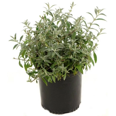 2.5qt 'RoyalRazz' Buddleia Plant With Purple Blooms - National Plant Network 3 2.5qt 'RoyalRazz' Buddleia Plant With Purple Blooms - National Plant Network