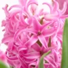 Set Of 10 Hyacinths Pink Pearl Set Bulbs - Van Zyverden