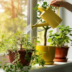 Back To The Roots All Purpose Plant Food 1.5lb -Garden Promotional Store GUEST 2be3a9ba 855d 4f3e 931f 9753742bcc07