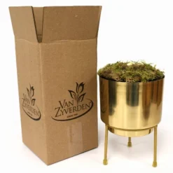 Amaryllis Fantasy Yellow Preplanted Bulb With Brass Finish Iron Plant And Stand - Van Zyverden -Garden Promotional Store GUEST 2d0502eb b3c3 4f20 be85 303e908f8801