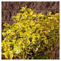 Euonymus 'Golden' 1pc In 2.5 Quarts Container - National Plant Network - U.S.D.A. Hardiness Zones 6 - 9 7 Euonymus 'Golden' 1pc In 2.5 Quarts Container - National Plant Network - U.S.D.A. Hardiness Zones 6 - 9 -Garden Promotional Store GUEST 34975495 67b9 47de 9596 15eb8b443d4f