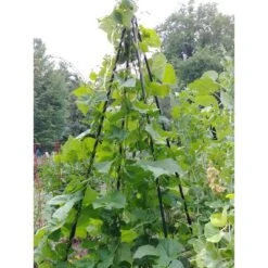 Titan Teepee Trellis Large Lightweight Metal Garden Trellis For Climbing Plants And Flowers - Gardener's Supply Company -Garden Promotional Store GUEST 3687961f 9346 491c be00 e6385f0f2788