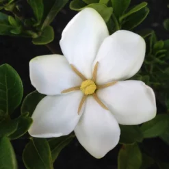 2.25gal Daisy Gardenia Plant White Blooms - National Plant Network -Garden Promotional Store GUEST 387c9553 17cb 46c7 b254 5d67e6e6b27c