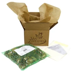 Set Of 15 Tulips Ronaldo Blend Set - Van Zyverden 7 Set Of 15 Tulips Ronaldo Blend Set - Van Zyverden -Garden Promotional Store GUEST 3ec89b3a 67aa 458a bc1b 0e64f312c218 5