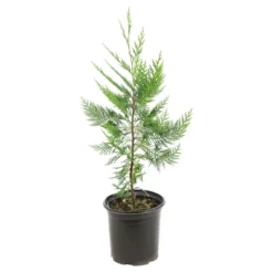 Cypress 'Leyland' 1pc - National Plant Network U.S.D.A Hardiness Zone 5-9 - 2.25 Gallon