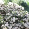 1gal Encore Lily Azalea Plant With White Blooms - National Plant Network -Garden Promotional Store GUEST 43564ce1 bc71 4b60 a722 1f27b34f343c