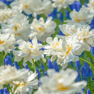 25ct Tulips Popcorn Bulbs - Van Zyverden 3 25ct Tulips Popcorn Bulbs - Van Zyverden