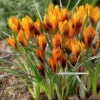 25ct Crocus Orange Monarch Bulbs - Van Zyverden -Garden Promotional Store GUEST 45ae0ddb 7f4d 452d b160 2cdeecb55ef1