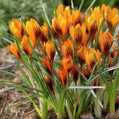 25ct Crocus Orange Monarch Bulbs - Van Zyverden 3 25ct Crocus Orange Monarch Bulbs - Van Zyverden