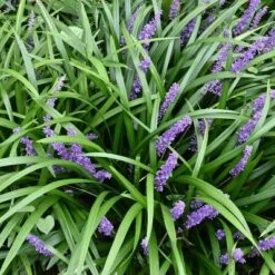 15pc Big Blue Liriope Plant With Purple Blooms - National Plant Network -Garden Promotional Store GUEST 4a33b253 623e 4778 ac32 9198b3e668f9