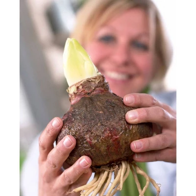 Van Zyverden Amaryllis Orange Sovereign Flower Bulb 5 Van Zyverden Amaryllis Orange Sovereign Flower Bulb - Image 3