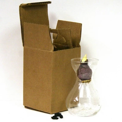 Van Zyverden Hyacinth Red Flower Bulb With Clear Artisan Glass 4 Van Zyverden Hyacinth Red Flower Bulb With Clear Artisan Glass - Image 2