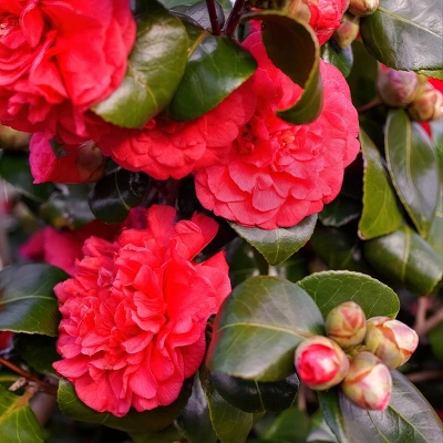 2.5qt Professor Sargent Camellia Japonica Plant With Red Blooms - National Plant Network 3 2.5qt Professor Sargent Camellia Japonica Plant With Red Blooms - National Plant Network