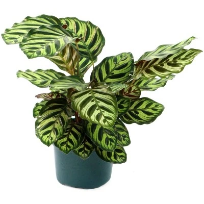 6" Calathea Peacock Plant - National Plant Network 4 6" Calathea Peacock Plant - National Plant Network - Image 2