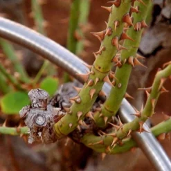 Bernini 50' Metal Garden Hose With Flex End Watering Wand -Garden Promotional Store GUEST 5a7957ac 34c8 4b0b 9bd9 86c800922542