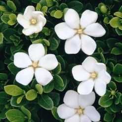 2.25gal Daisy Gardenia Plant White Blooms - National Plant Network -Garden Promotional Store GUEST 5c627269 96d8 448a bbda 311c60641752