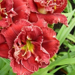 3ct Daylily Stellar Double Rose Roots - Van Zyverden