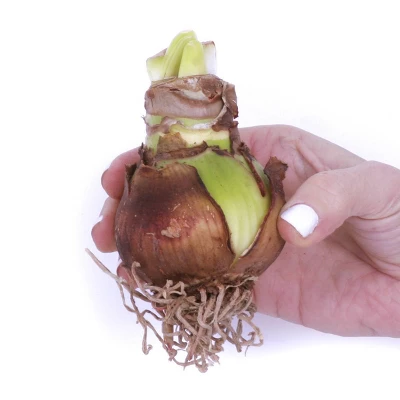 Van Zyverden Amaryllis Multicolored Ambiance Flower Bulb With 6.5" Rattan Basket 5 Van Zyverden Amaryllis Multicolored Ambiance Flower Bulb With 6.5" Rattan Basket - Image 3