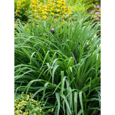 Gardeners Supply Company Jardin Bird Cage Plant Support | Large Sturdy Grow-Through Steel Flower Trellis And Garden Decor | Best To Support Peonies, 4 Gardeners Supply Company Jardin Bird Cage Plant Support | Large Sturdy Grow-Through Steel Flower Trellis And Garden Decor | Best To Support Peonies, - Image 2