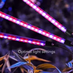 Dartwood LED Grow Lights For Indoor Plants With Red Blue Spectrum - Plant Grow Light With 9 Brightness Levels, Auto On Off Function (2 Pack) 10 Dartwood LED Grow Lights For Indoor Plants With Red Blue Spectrum - Plant Grow Light With 9 Brightness Levels, Auto On Off Function (2 Pack) -Garden Promotional Store GUEST 64e7f763 cf31 4488 8e7b 2876844a1da3