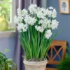 25ct Paperwhites Bulbs - Van Zyverden 2 25ct Paperwhites Bulbs - Van Zyverden -Garden Promotional Store GUEST 65ca86b7 6b9d 462d 880d a55e85c7ea93