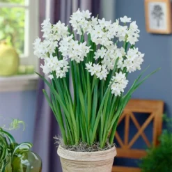 25ct Paperwhites Bulbs - Van Zyverden