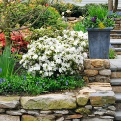 Azalea 'Gumpo White' U.S.D.A. Hardiness Zones 7-9 - 1pc - Cottage Hill