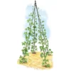 Titan Teepee Trellis Large Lightweight Metal Garden Trellis For Climbing Plants And Flowers - Gardener's Supply Company