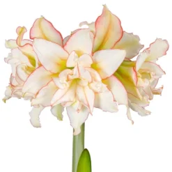 Van Zyverden Amaryllis White/Pink Impatient Flower Bulb -Garden Promotional Store GUEST 66d98e9c 1f9b 48a2 ba10 8ca2a789d3a2