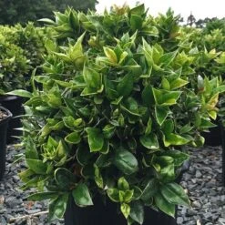 2.25gal Carissa Holly Plant - National Plant Network -Garden Promotional Store GUEST 675be602 a833 4875 b81e 927ae013c2d4